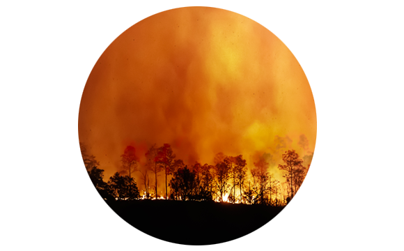 fuego quemando un bosque