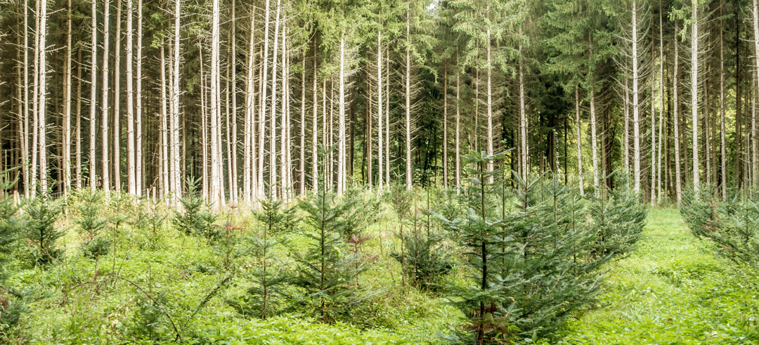 replantacion-bosque-zurich