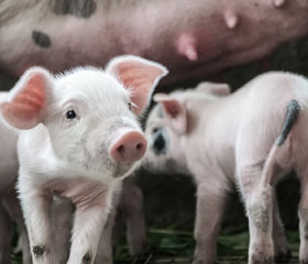 veganismo-salvar-planeta